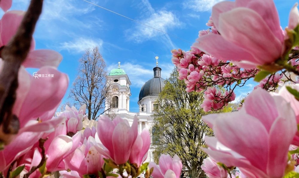 奧地利追春花— 維也納五個與薩爾斯堡兩個看木蘭花<em>Magnolie</em> 的絕讚好去處