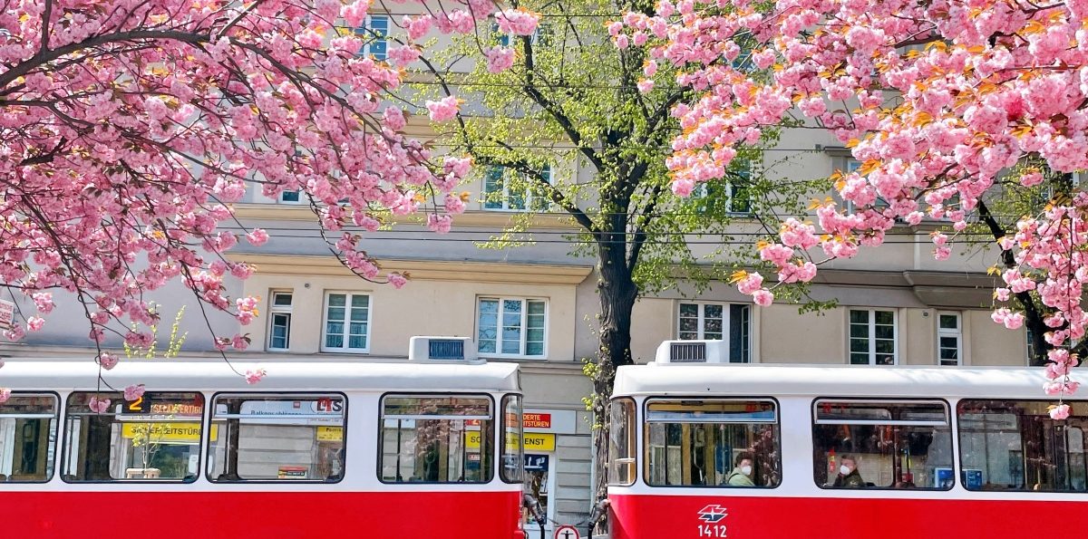 奧地利追春花— 維也納七個看爆開重瓣櫻花的絕讚好去處