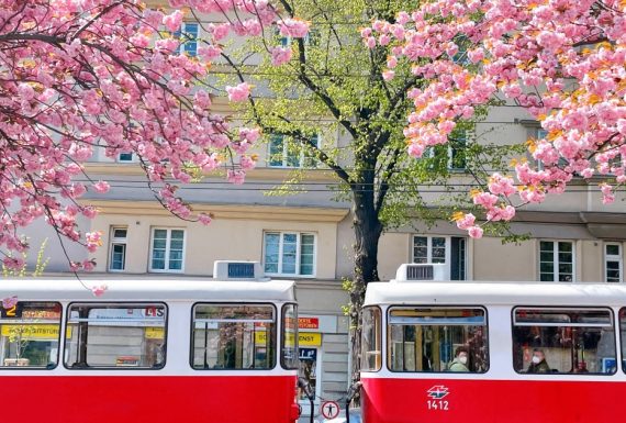 奧地利追春花— 維也納七個看爆開重瓣櫻花的絕讚好去處